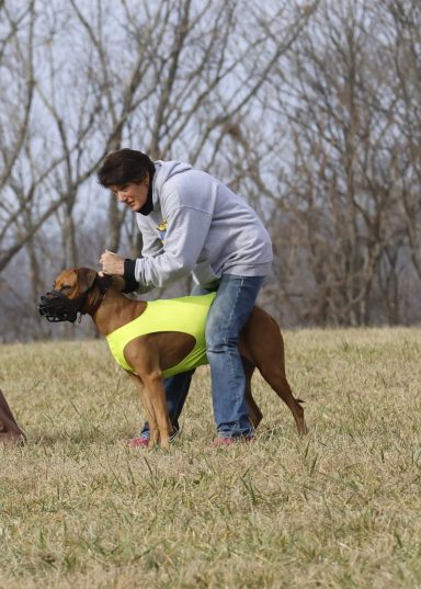 Rhodesian Ridgeback Puppies Breeding Lure Coursing Barn Hunt Fast Cat Dock Diving Conformation Rally Scent Ridgeback puppies breeding