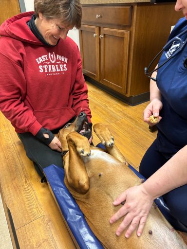 breeding puppies Rhodesian Ridgeback dock diving, barn hunt, lure coursing, fast cat, coursing, conformation, therapy dog, companion, scent,
