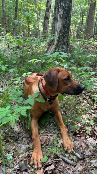 Rhodesian Ridgeback Puppies Breeding Lure Coursing Barn Hunt Fast Cat Dock Diving Conformation Rally Scent Ridgeback puppies breeding