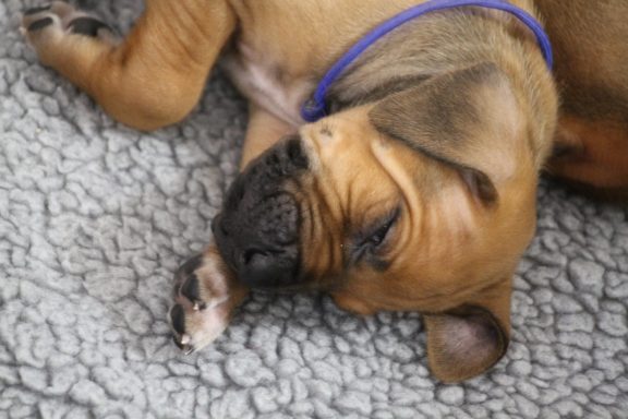 Rhodesian Ridgeback puppies breeding