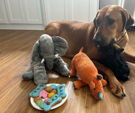 Rhodesian Ridgeback Puppies Breeding Lure Coursing Barn Hunt Fast Cat Dock Diving Conformation Rally Scent Ridgeback puppies breeding