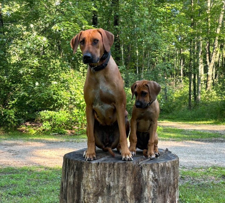 Rhodesian Ridgeback AKC champion therapy dog