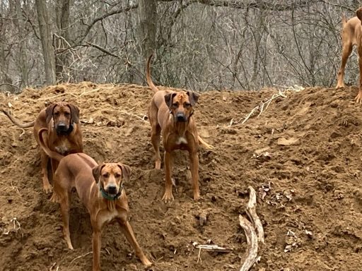 Rhodesian Ridgeback Puppies Breeding Lure Coursing Barn Hunt Fast Cat Dock Diving Conformation Rally SceRhodesian Ridgeback puppies breeding