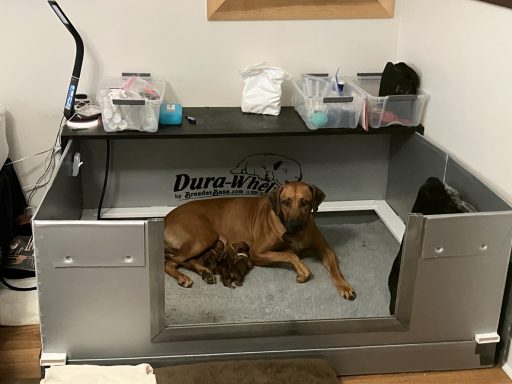 Rhodesian Ridgeback breeding puppies dock diving lure coursing FCAT scent therapy tracking conformation rally barn hunt CGC Farm Dog