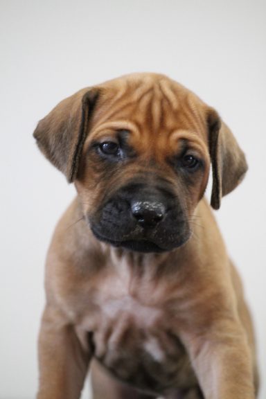 Rhodesian Ridgeback puppies breeding