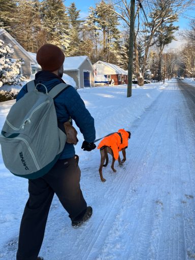 Rhodesian Ridgeback breeding puppies dock diving lure coursing FCAT scent therapy tracking conformation rally barn hunt CGC Farm Dog