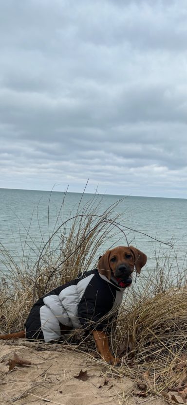 Rhodesian Ridgeback Puppies Breeding Lure Coursing Barn Hunt Fast Cat Dock Diving Conformation Rally SceRhodesian Ridgeback puppies breeding