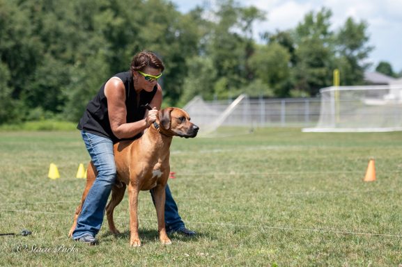 Rhodesian Ridgeback Puppies Breeding Lure Coursing Barn Hunt Fast Cat Dock Diving Conformation Rally Scent Work Therapy Dog Companionship 