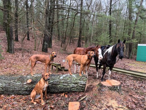 Rhodesian Ridgeback Puppies Breeding Lure Coursing Barn Hunt Fast Cat Dock Diving  Rally Scent Work Therapy Dog GrandCompanion 