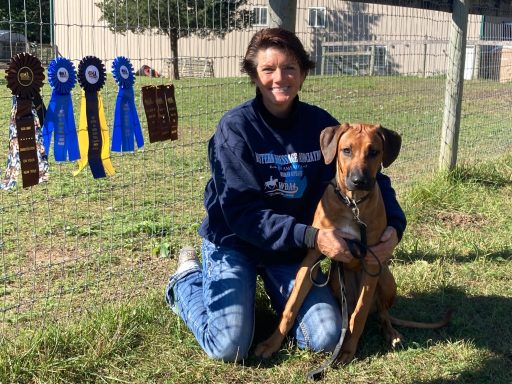 Rhodesian Ridgeback Puppies Breeding Lure Coursing Barn Hunt Fast Cat Dock Diving Conformation Rally Scent Work Therapy Dog Companionship 