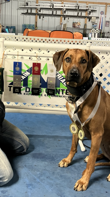 Rhodesian Ridgeback Puppies Breeding Lure Coursing Barn Hunt Fast Cat Dock Diving Conformation Rally Scent Work Therapy Dog Companionship 