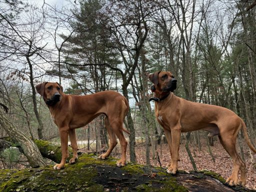 Rhodesian Ridgeback breeding puppies