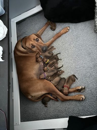 Rhodesian Ridgeback Puppies Breeding Lure Coursing Barn Hunt Fast Cat Dock Diving Conformation Rally Scent Ridgeback puppies breeding