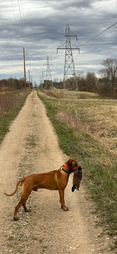 Rhodesian Ridgeback Puppies Breeding Lure Coursing Barn Hunt Fast Cat Dock Diving Conformation Rally SceRhodesian Ridgeback puppies breeding