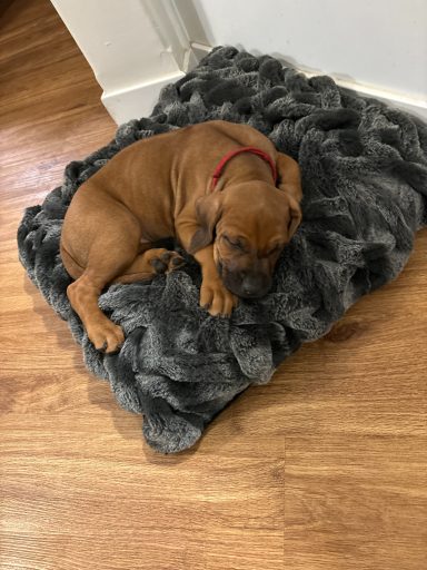 Rhodesian Ridgeback puppies breeding