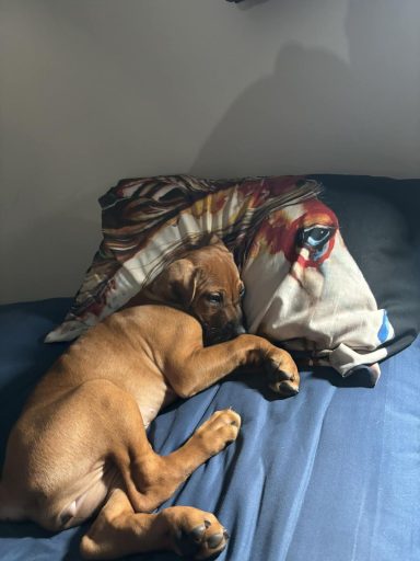 Rhodesian Ridgeback breeding puppies dock diving lure coursing FCAT scent therapy tracking conformation rally barn hunt CGC Farm Dog