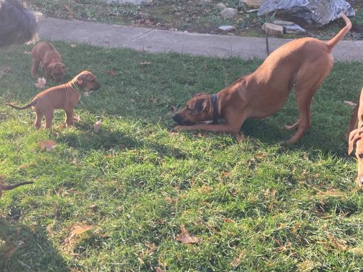 Rhodesian Ridgeback Puppies Breeding Lure Coursing Barn Hunt Fast Cat Dock Diving Conformation Rally SceRhodesian Ridgeback puppies breeding