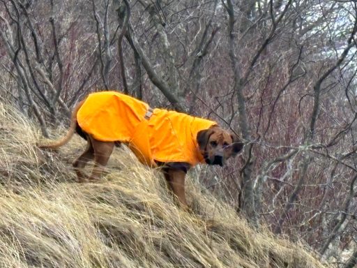Rhodesian Ridgeback Puppies Breeding Lure Coursing Barn Hunt Fast Cat Dock Diving Conformation Rally SceRhodesian Ridgeback puppies breeding
