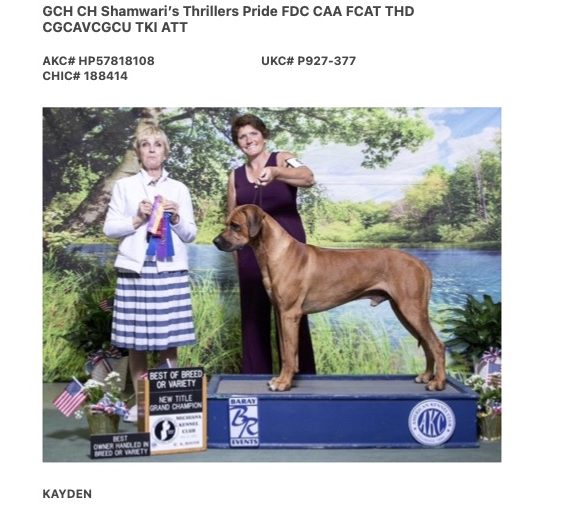 AKC Breeder Champion Dual champion puppies puppy Rhodesian Ridgeback