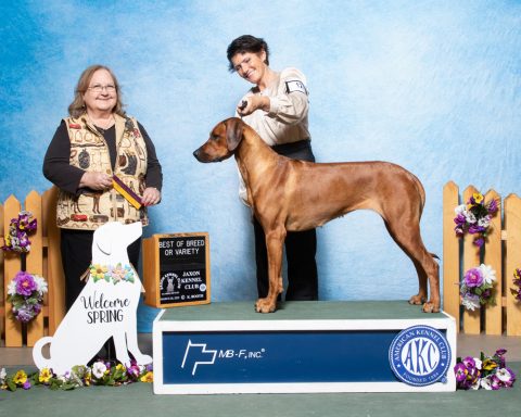 Rhodesian Ridgeback Puppies Breeding Lure Coursing Barn Hunt Fast Cat Dock Diving Conformation Rally Scent Ridgeback puppies breeding