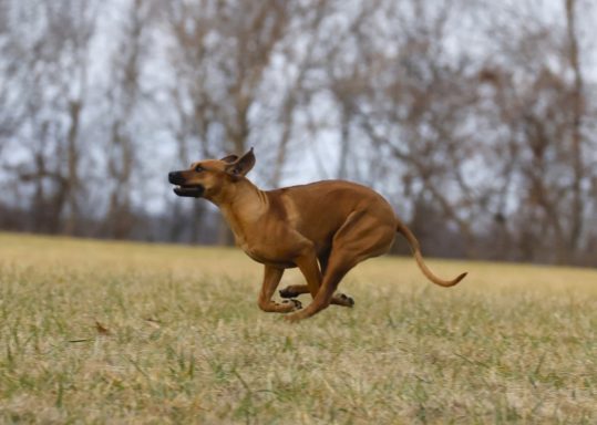 Rhodesian Ridgeback Puppies Breeding Lure Coursing Barn Hunt Fast Cat Dock Diving Conformation Rally Scent Ridgeback puppies breeding