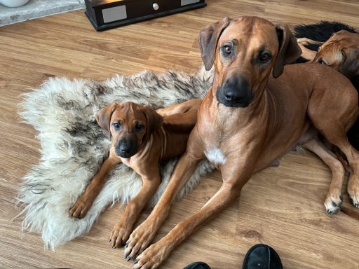 breeding Rhodesian ridgeback puppies