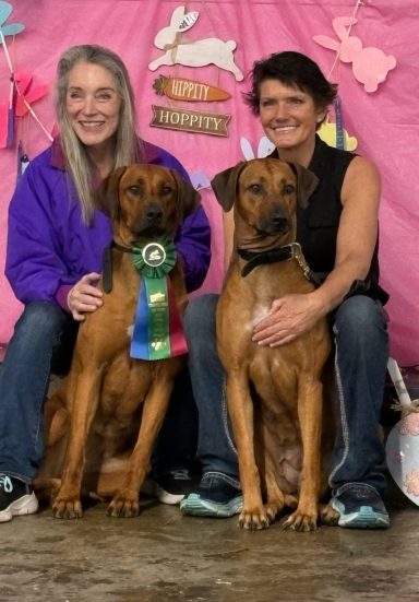 Rhodesian Ridgeback Puppies Breeding Lure Coursing Barn Hunt Fast Cat Dock Diving Conformation Rally Scent Ridgeback puppies breeding