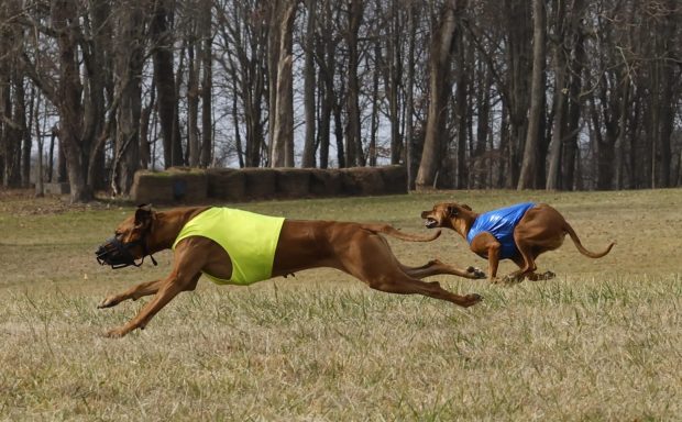 Rhodesian Ridgeback Puppies Breeding Lure Coursing Barn Hunt Fast Cat Dock Diving Conformation Rally Scent Ridgeback puppies breeding