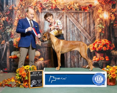 Rhodesian Ridgeback Puppies Breeding Lure Coursing Barn Hunt Fast Cat Dock Diving  Rally Scent Work Therapy Dog GrandCompanion 