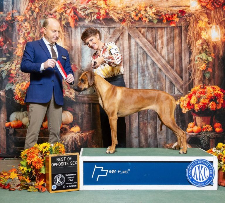 Rhodesian Ridgeback Puppies Breeding Lure Coursing Barn Hunt Fast Cat Dock Diving Conformation Rally SceRhodesian Ridgeback puppies breeding