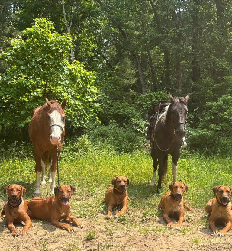 Rhodesian Ridgeback Puppies Breeding Lure Coursing Barn Hunt Fast Cat Dock Diving Conformation Rally Rhodesian Ridgeback puppies breeding