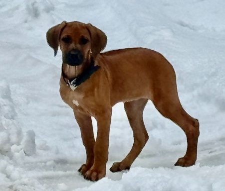 Rhodesian Ridgeback breeding puppies dock diving lure coursing FCAT scent therapy tracking conformation rally barn hunt CGC Farm Dog
