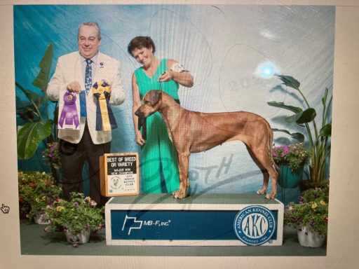 Rhodesian Ridgeback Puppies Breeding Lure Coursing Barn Hunt Fast Cat Dock Diving Conformation Rally Scent Work Therapy Dog Companionship 