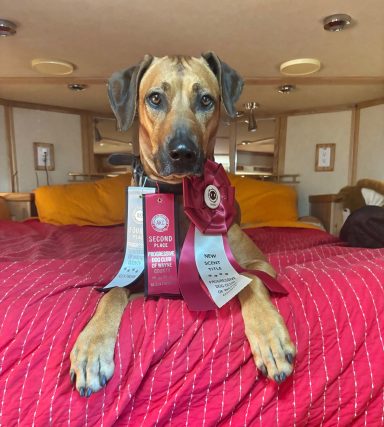 Rhodesian Ridgeback Puppies Breeding Lure Coursing Barn Hunt Fast Cat Dock Diving Conformation Rally Scent Ridgeback puppies breeding
