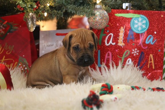 Rhodesian Ridgeback breeding puppies dock diving lure coursing FCAT scent therapy tracking conformation rally barn hunt CGC Farm Dog