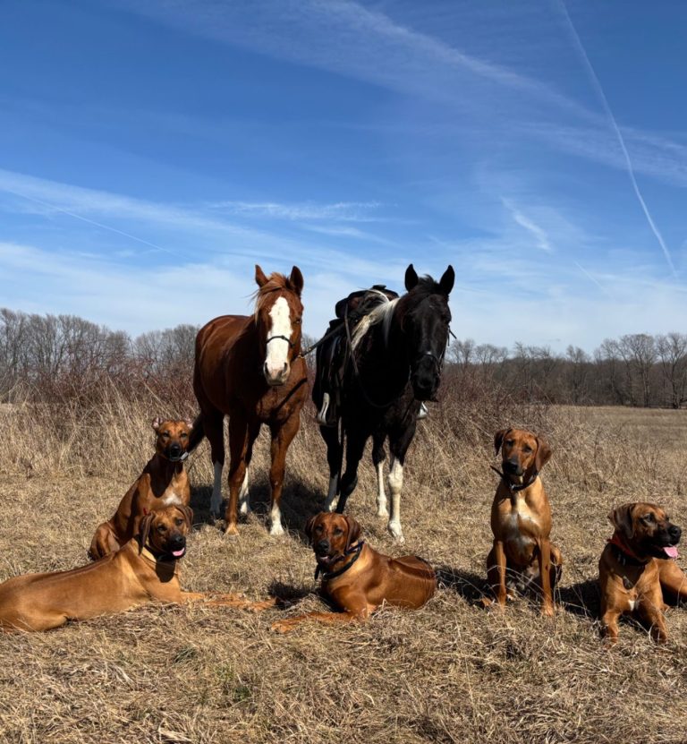 Rhodesian Ridgeback Puppies Breeding Lure Coursing Barn Hunt Fast Cat Dock Diving Conformation Rally Rhodesian Ridgeback puppies breeding
