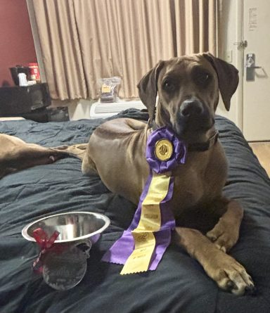 New Title! Rhodesian Ridgeback Puppies Breeding Lure Coursing Barn Hunt Fast Cat Dock Diving Conformation Rally Scent Ridgeback puppies breeding