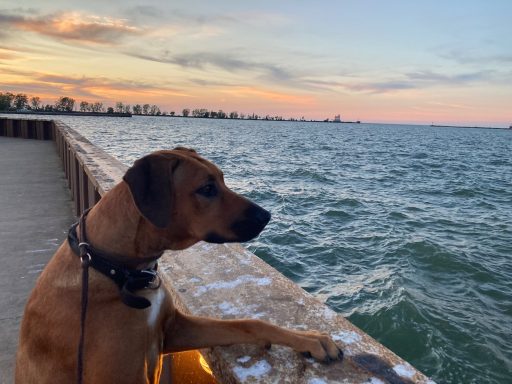 Rhodesian Ridgeback Puppies Breeding Lure Coursing Barn Hunt Fast Cat Dock Diving Conformation Rally Scent Work Therapy Dog Companionship 