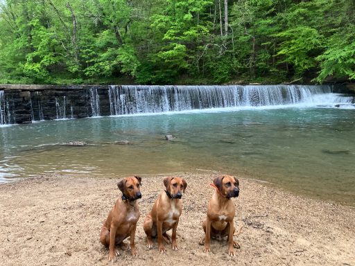 Rhodesian Ridgeback Puppies Breeding Lure Coursing Barn Hunt Fast Cat Dock Diving Conformation Rally SceRhodesian Ridgeback puppies breeding