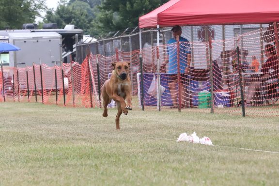 Rhodesian Ridgeback Puppies Breeding Lure Coursing Barn Hunt Fast Cat Dock Diving Conformation Rally SceRhodesian Ridgeback puppies breeding