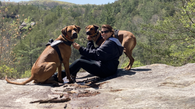 Rhodesian Ridgeback Puppies Breeding Lure Coursing Barn Hunt Fast Cat Dock Diving Conformation Rally Scent Work Therapy Dog Companionship 