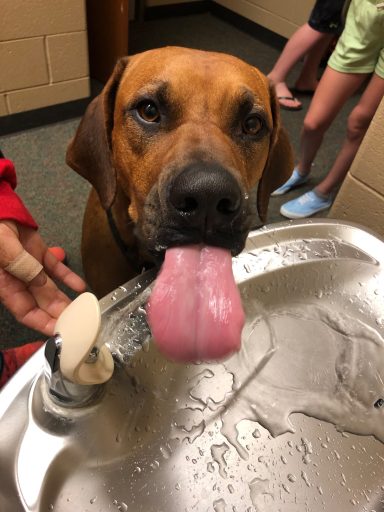Rhodesian Ridgeback breeding puppies dock diving lure coursing FCAT scent therapy tracking conformation rally barn hunt CGC Farm Dog