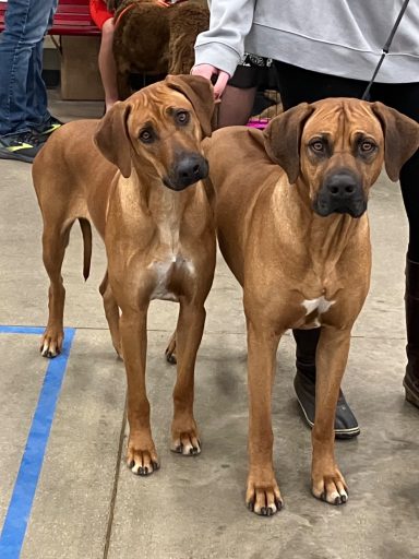 Rhodesian Ridgeback Puppies Breeding Lure Coursing Barn Hunt Fast Cat Dock Diving Conformation Rally Scent Ridgeback puppies breeding