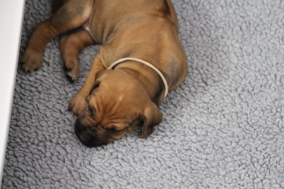 Rhodesian Ridgeback puppies breeding