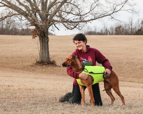 Rhodesian Ridgeback Puppies Breeding Lure Coursing Barn Hunt Fast Cat Dock Diving Conformation Rally Scent Work Therapy Dog Companionship 