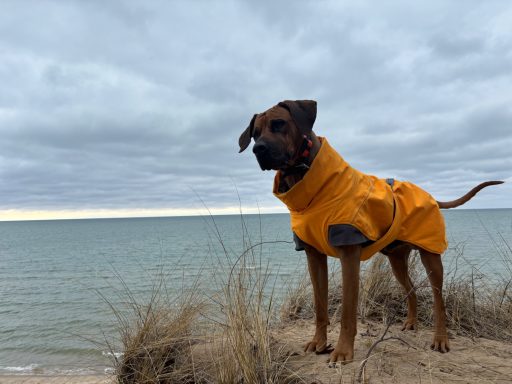 Rhodesian Ridgeback Puppies Breeding Lure Coursing Barn Hunt Fast Cat Dock Diving  Rally Scent Work Therapy Dog GrandCompanion 
