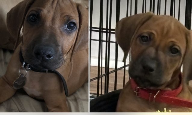 Rhodesian Ridgeback Puppies Breeding Lure Coursing Barn Hunt Fast Cat Dock Diving Conformation Rally Scent Work Therapy Dog Companionship 