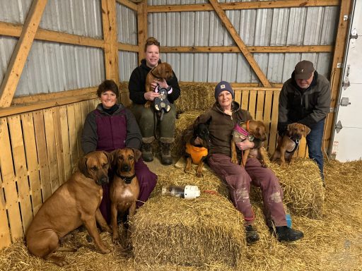 Rhodesian Ridgeback breeding puppies dock diving lure coursing FCAT scent therapy tracking conformation rally barn hunt CGC Farm Dog