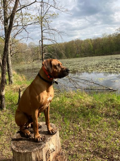 Rhodesian Ridgeback Puppies Breeding Lure Coursing Barn Hunt Fast Cat Dock Diving Conformation Rally Scent Work Therapy Dog Companionship 