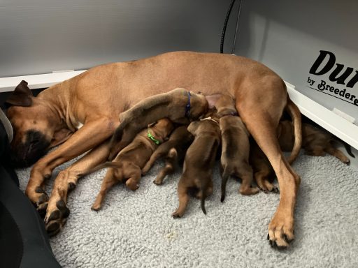 Rhodesian Ridgeback puppies breeding
